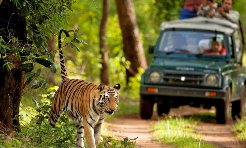 Jim Corbett Nainital